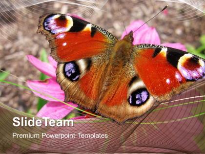 Conservation of nature powerpoint templates colored butterfly beauty image ppt slide designs