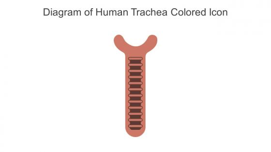 Diagram Of Human Trachea Colored Icon In Powerpoint Pptx Png And Editable Eps Format