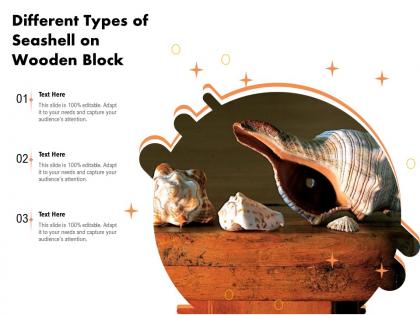 Different types of seashell on wooden block