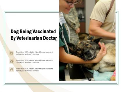 Dog being vaccinated by veterinarian doctor
