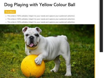 Dog playing with yellow colour ball