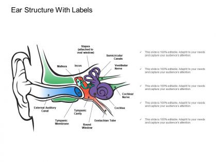 Ear structure with labels