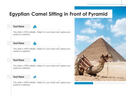 Egyptian camel sitting in front of pyramid