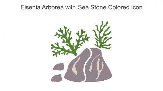 Eisenia Arborea With Sea Stone Colored Icon In Powerpoint Pptx Png And Editable Eps Format