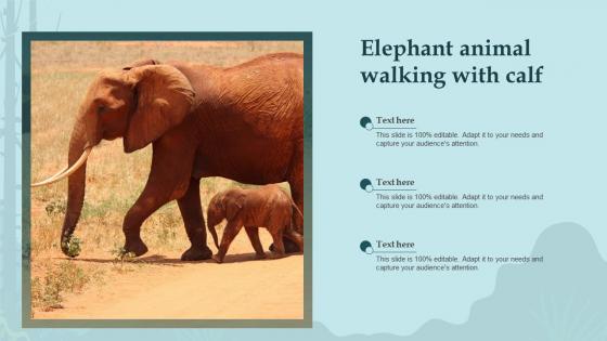 Elephant Animal Walking With Calf