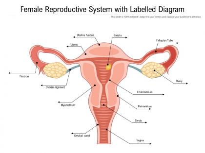 Female reproductive system with labelled diagram