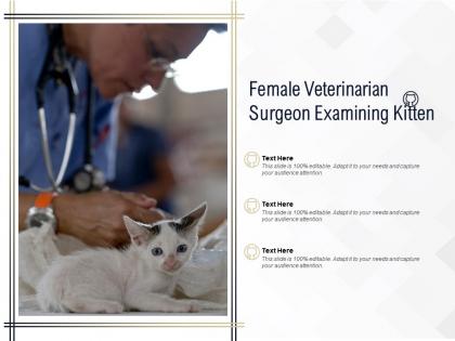 Female veterinarian surgeon examining kitten