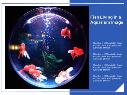 Fish living in a aquarium image