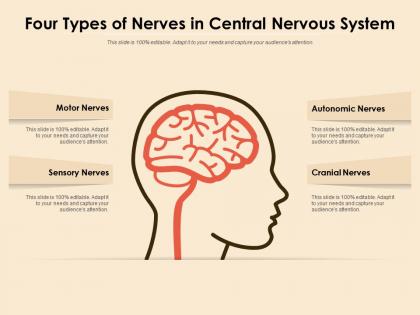 Four types of nerves in central nervous system
