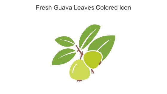 Fresh Guava Leaves Colored Icon In Powerpoint Pptx Png And Editable Eps Format