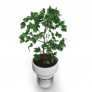 Green basil plant in pot stock photo