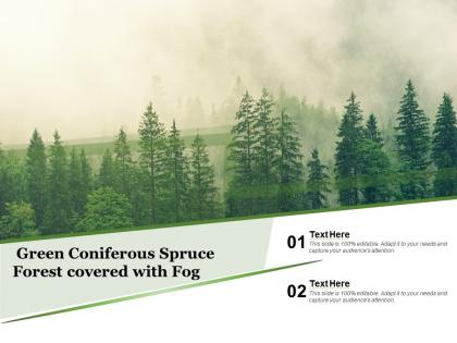 Green coniferous spruce forest covered with fog
