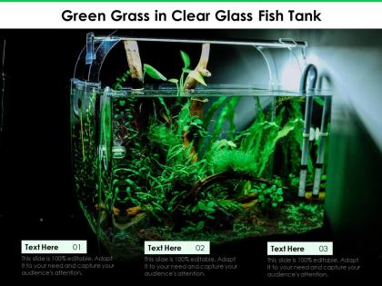 Green grass in clear glass fish tank