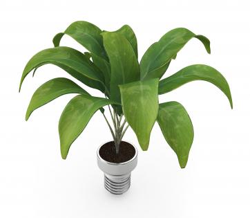 Green indoor plant stock photo