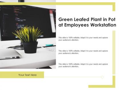 Green leafed plant in pot at employees workstation