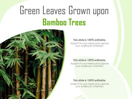 Green leaves grown upon bamboo trees