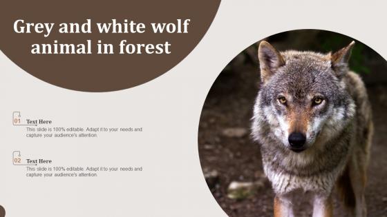 Grey And White Wolf Animal In Forest