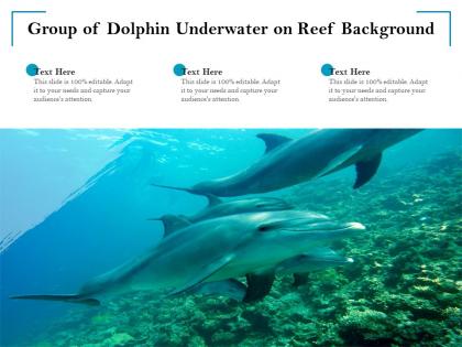 Group of dolphin underwater on reef background