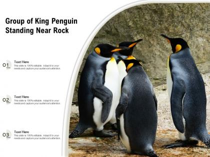Group of king penguin standing near rock