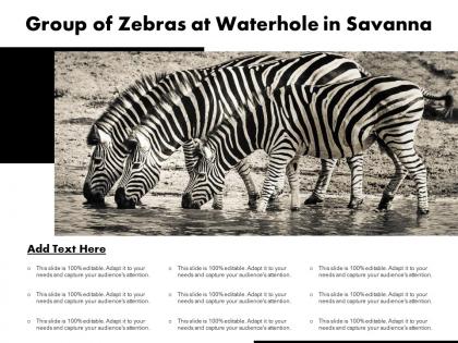 Group of zebras at waterhole in savanna