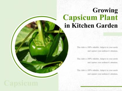 Growing capsicum plant in kitchen garden