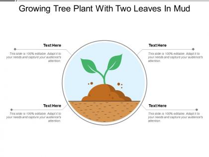 Growing tree plant with two leaves in mud