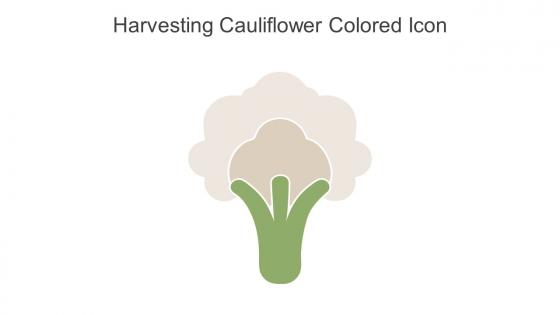 Harvesting Cauliflower Colored Icon In Powerpoint Pptx Png And Editable Eps Format