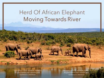 Herd of african elephant moving towards river