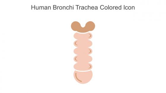 Human Bronchi Trachea Colored Icon In Powerpoint Pptx Png And Editable Eps Format