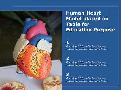 Human heart model placed on table for education purpose
