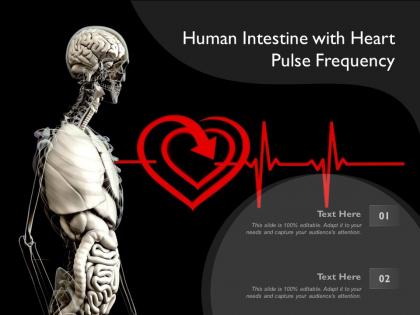 Human intestine with heart pulse frequency