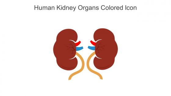 Human Kidney Organs Colored Icon In Powerpoint Pptx Png And Editable Eps Format