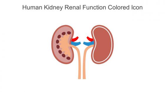 Human Kidney Renal Function Colored Icon In Powerpoint Pptx Png And Editable Eps Format