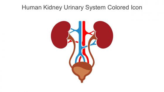 Human Kidney Urinary System Colored Icon In Powerpoint Pptx Png And Editable Eps Format