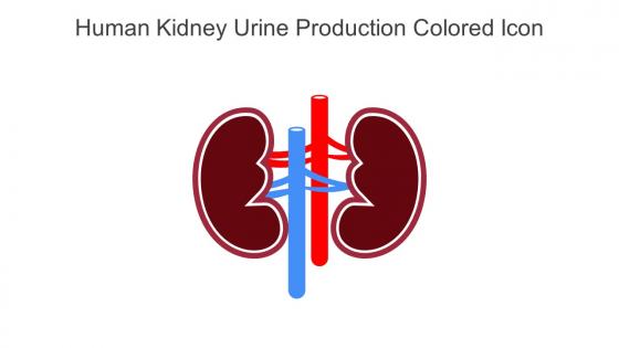 Human Kidney Urine Production Colored Icon In Powerpoint Pptx Png And Editable Eps Format