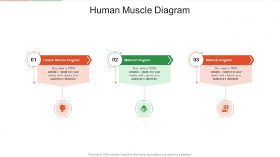 Human Muscle Diagram In Powerpoint And Google Slides Cpb