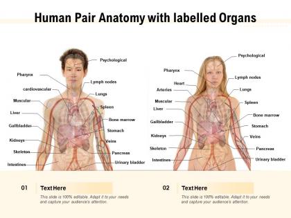 Human pair anatomy with labelled organs