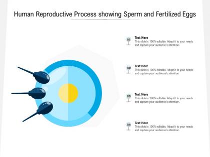 Human reproductive process showing sperm and fertilized eggs