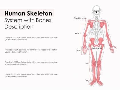 Human skeleton system with bones description