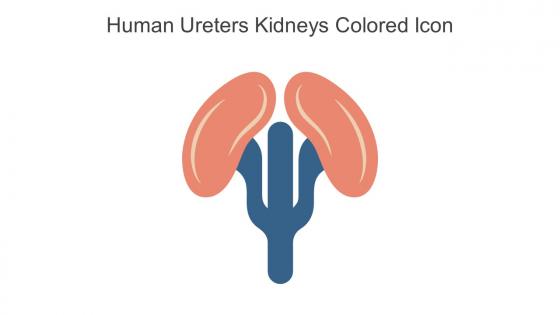 Human Ureters Kidneys Colored Icon In Powerpoint Pptx Png And Editable Eps Format