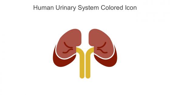 Human Urinary System Colored Icon In Powerpoint Pptx Png And Editable Eps Format