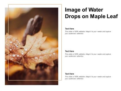 Image of water drops on maple leaf