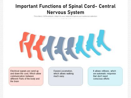 Important functions of spinal cord central nervous system