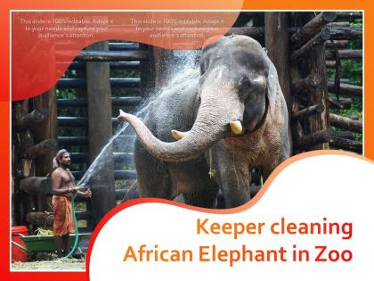 Keeper cleaning african elephant in zoo