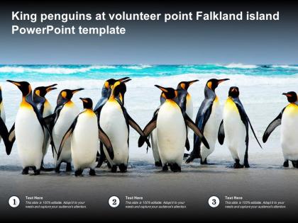 King penguins at volunteer point falkland island powerpoint template