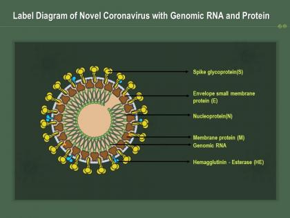 Label diagram of novel coronavirus with genomic rna and protein ppt powerpoint presentation summary