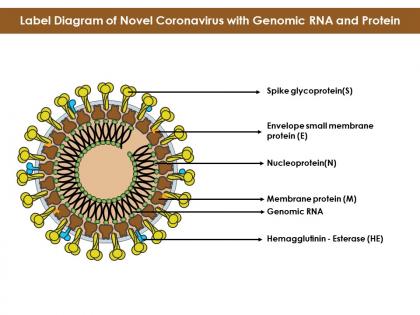 Label diagram of novel coronavirus with genomic rna and protein