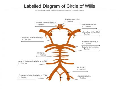 Labelled diagram of circle of willis