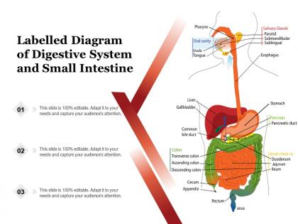 Labelled diagram of digestive system and small intestine