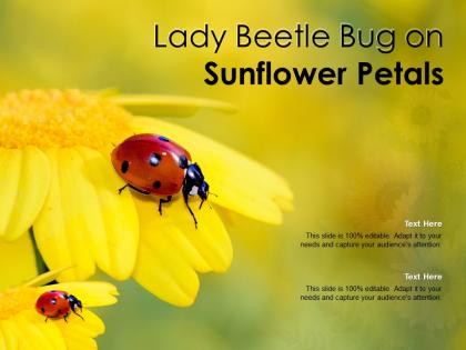 Lady beetle bug on sunflower petals